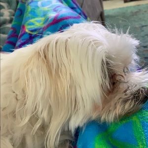 Meet your Posher, Maddie